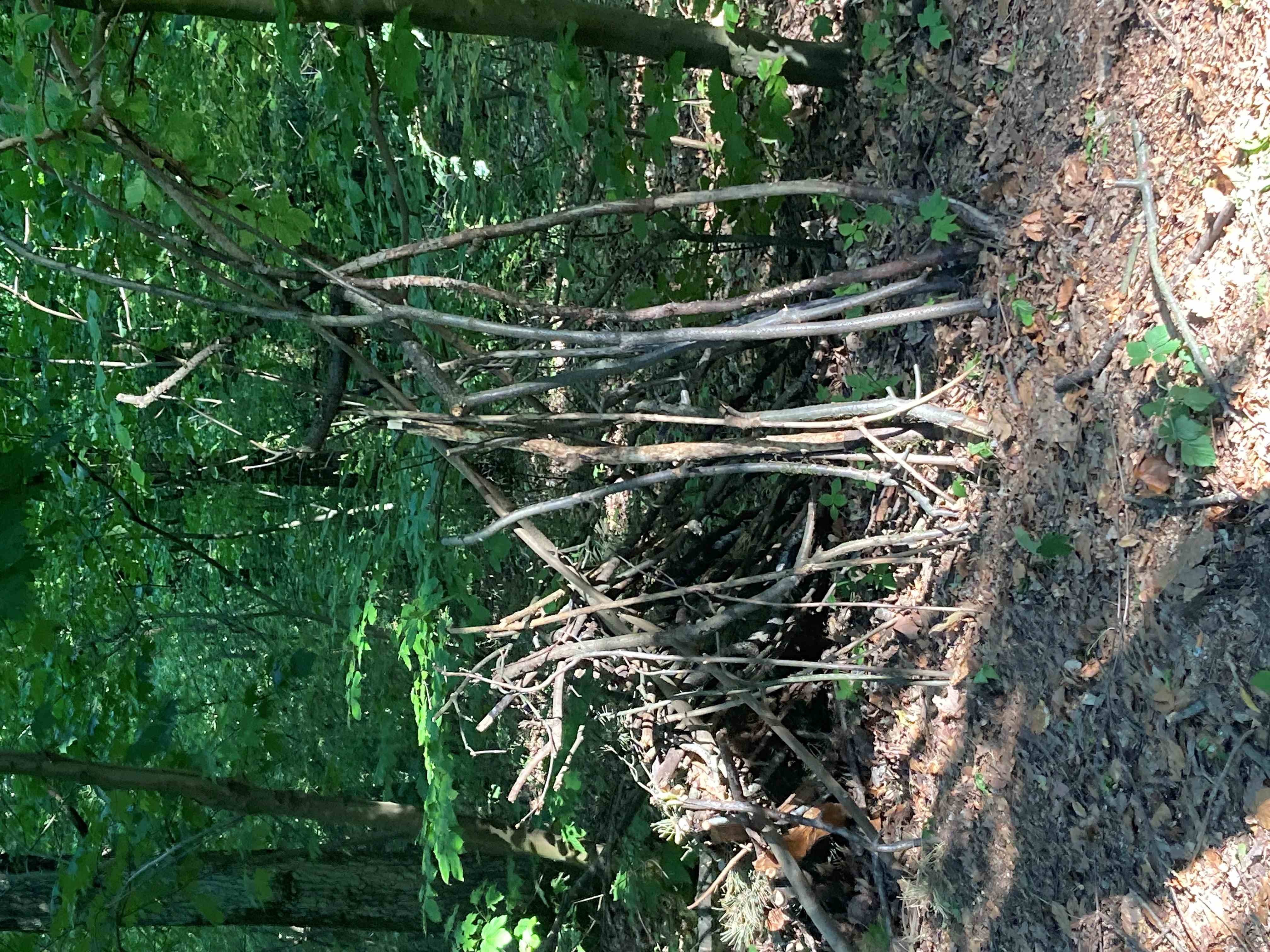 Gallery image 11